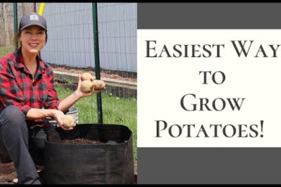 Growing Potatoes