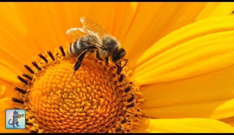Beautiful Bumblebees