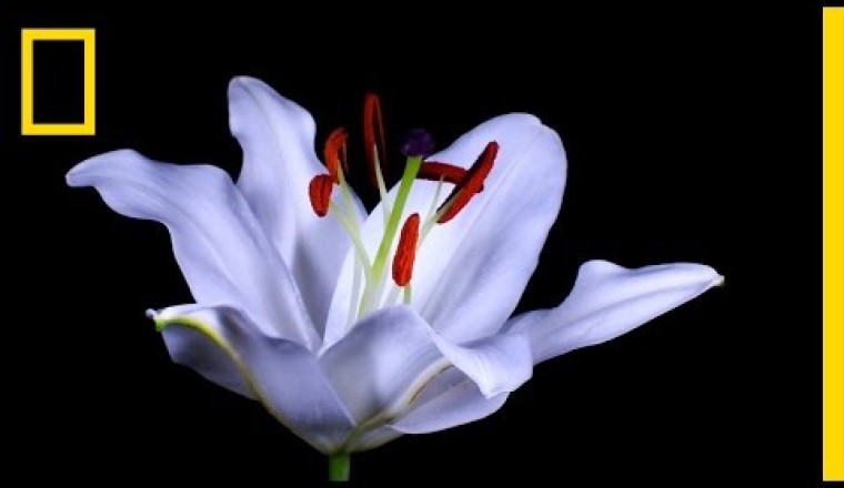 Watch Flowers Bloom Before Your Eyes