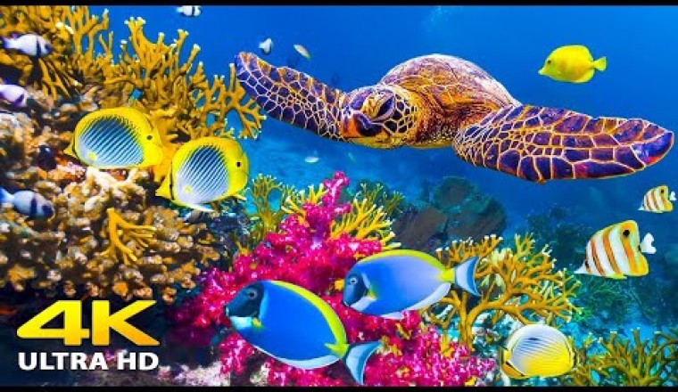 3 Hours Of Stunning 4K Underwater Wonders + Relaxing Music