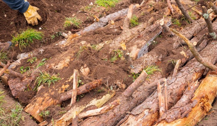 What Is Hugelkultur? Building the Ultimate Raised Bed