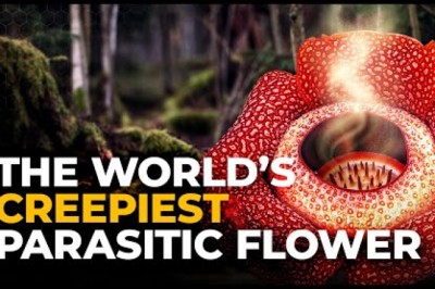 The Weirdest Parasite on Earth