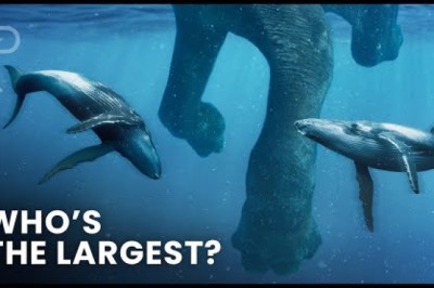 Largest Creatures To Ever Exist On Earth
