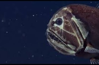 Mariana Trench - David Attenborough's Documentary