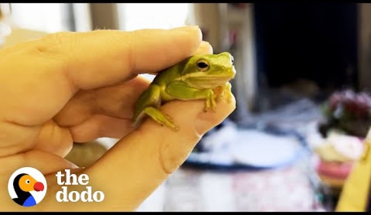 Guy Finds Tiny Frog In His Salad