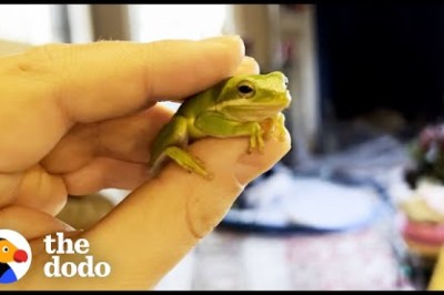Guy Finds Tiny Frog In His Salad