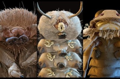 Incredible Electron Microscope Images
