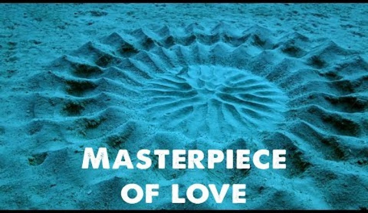 Puffer Fish Constructs A Masterpiece of Love