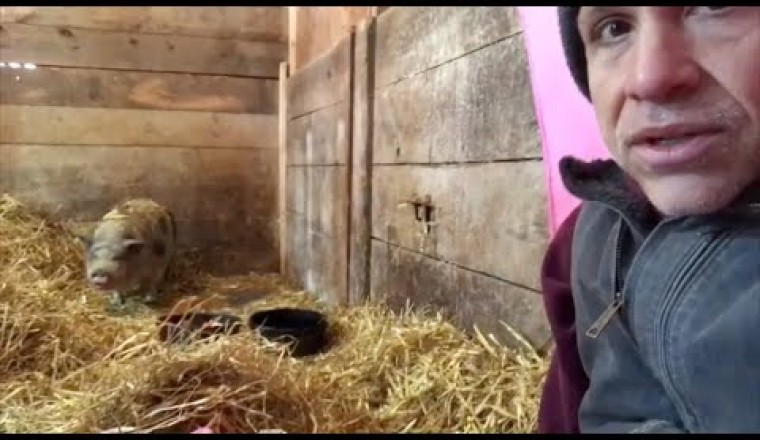 This Pig Spent 10 Years in Dark Stall