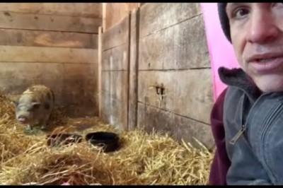 This Pig Spent 10 Years in Dark Stall