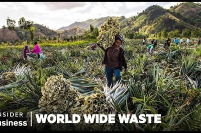 How People Profit Off Pineapple Scraps