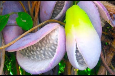 20 Most Unique Fruits You’ve Never Heard Of