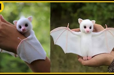 15 Cute Exotic Animals You Can Own as Pets
