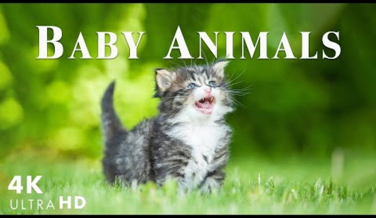 Baby Animals Accompanied by Relaxing Music