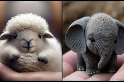 These Cute Baby Animals Will Make You Go Aww With Their Loveliness