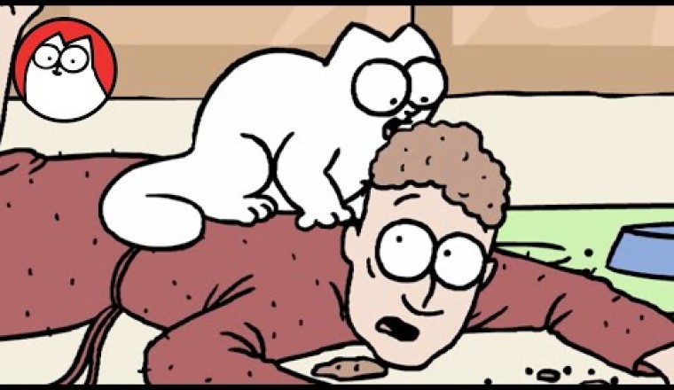 A Day in the Life of a Cat