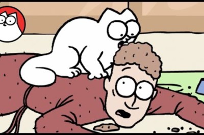 A Day in the Life of a Cat