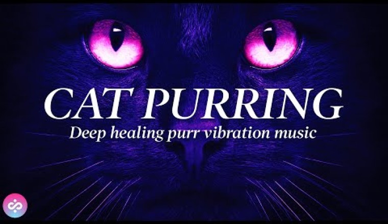 Cats Purring With Healing Music