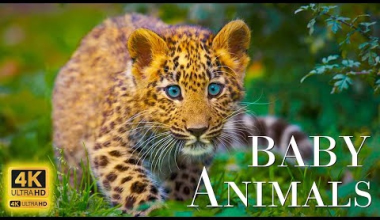 Wild Babies - A Scenic Relaxation Film