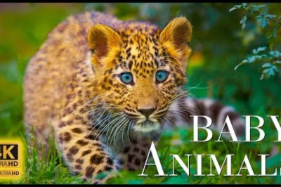 Wild Babies - A Scenic Relaxation Film