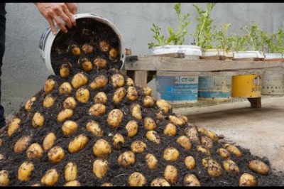 Grow Potatoes All Year Round