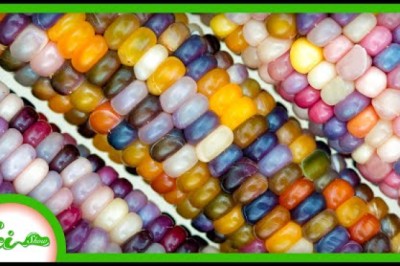 What is Indian Corn?