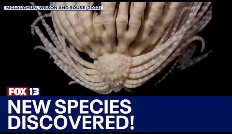 New Species Discovered in Southern Ocean