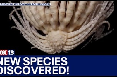 New Species Discovered in Southern Ocean