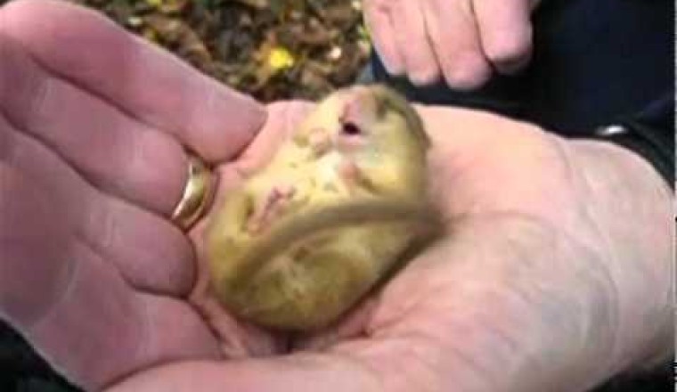 Snoring Dormouse