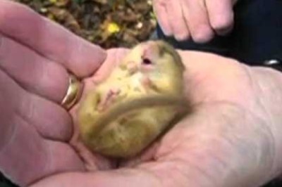 Snoring Dormouse