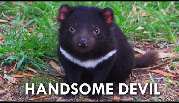 Tasmanian Devils Have No Right Being This Cute