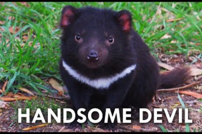Tasmanian Devils Have No Right Being This Cute