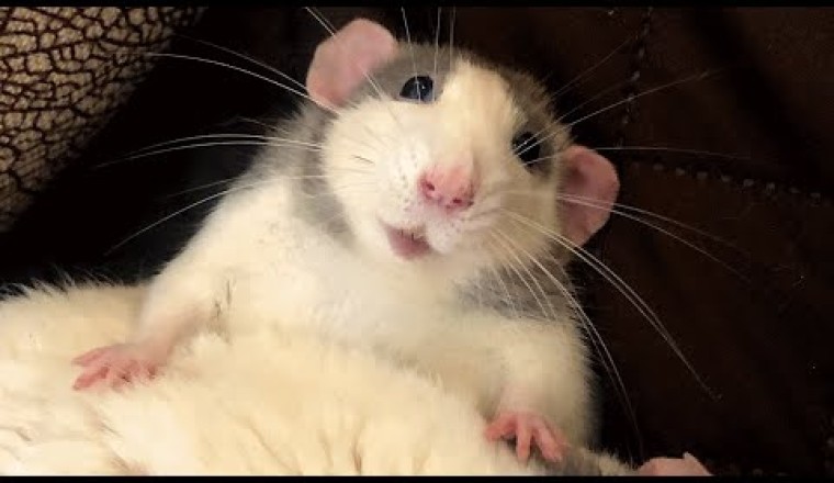 Woman Brings Home a Rat and Discovers He’s Just Like a Puppy