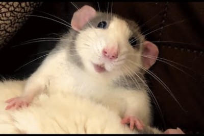 Woman Brings Home a Rat and Discovers He’s Just Like a Puppy