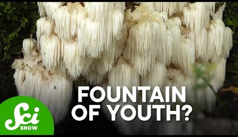 Lion's Mane Mushrooms Actually DO SOMETHING!
