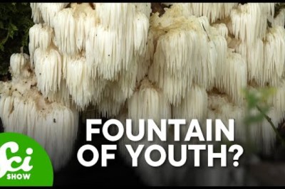 Lion's Mane Mushrooms Actually DO SOMETHING!