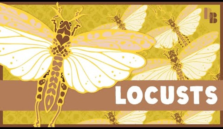 The Strange Thing That Turns Grasshoppers Into Locusts