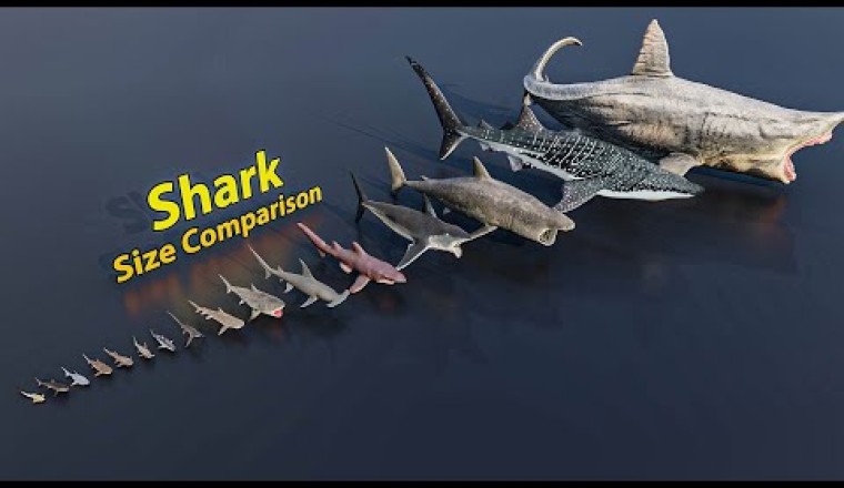 Shark Size Comparison