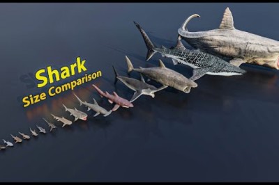 Shark Size Comparison