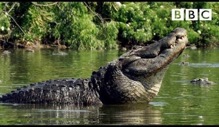 Size Matters for Alligators