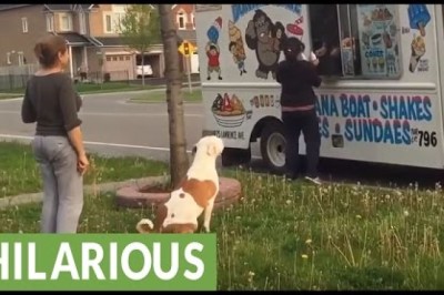 Dogs vs Ice Cream Trucks