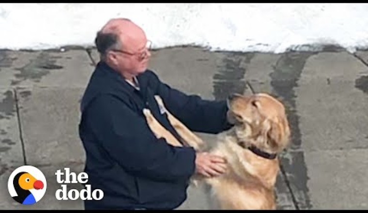 Dogs vs Mailman