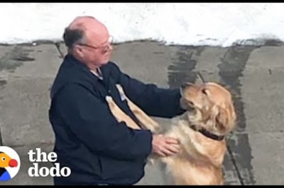 Dogs vs Mailman
