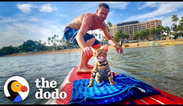 Cat Begs Dad To Let Him Come Surfing
