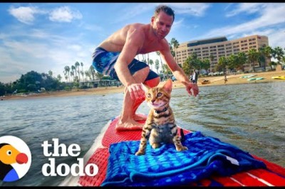 Cat Begs Dad To Let Him Come Surfing