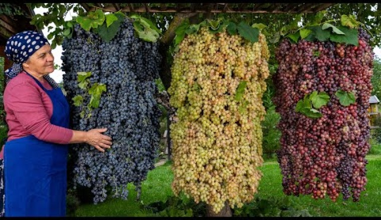 Grape Harvesting and Old Fashioned Jam