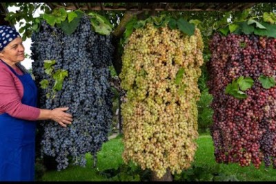 Grape Harvesting and Old Fashioned Jam