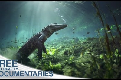 Breathtaking Insights Into the Amazing Ecosystem of the Everglades National Park