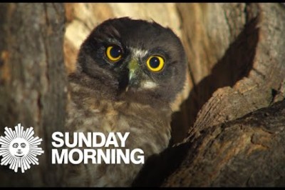 The Secret World of Owls