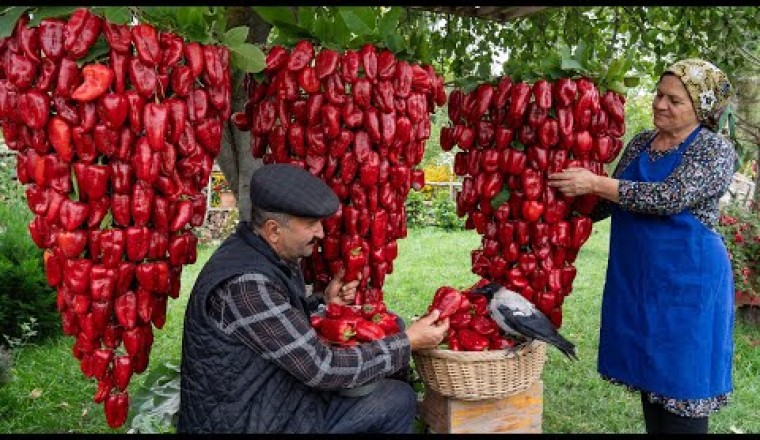Crafting Homemade Bell Pepper Paste from Garden Fresh Peppers